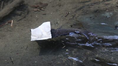 Bursa’da çevre felaketi…Balık ölümleri şok etti