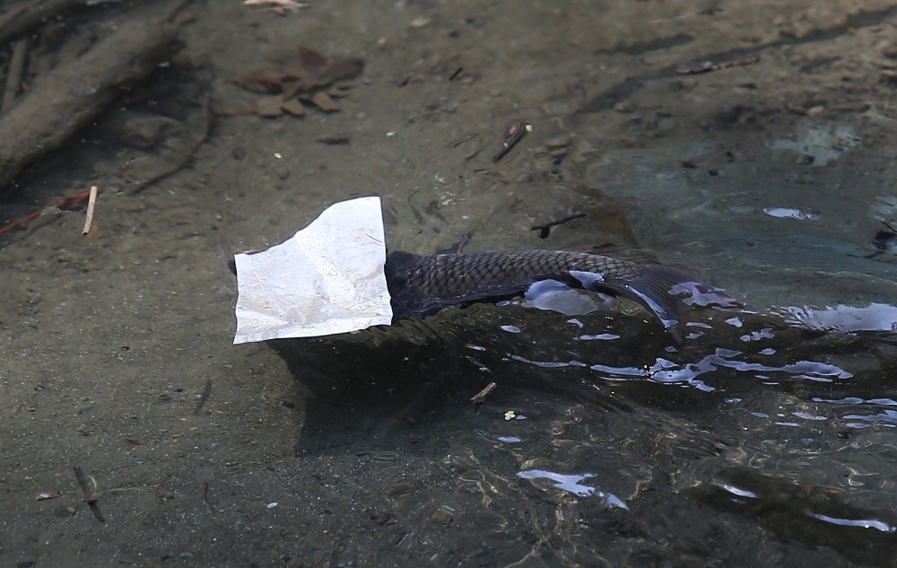 Bursa’da çevre felaketi…Balık ölümleri şok etti