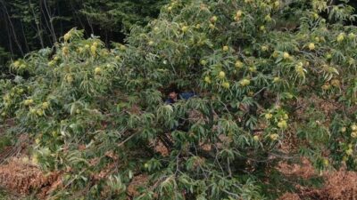 Bursa’da kestane hasadı başladı