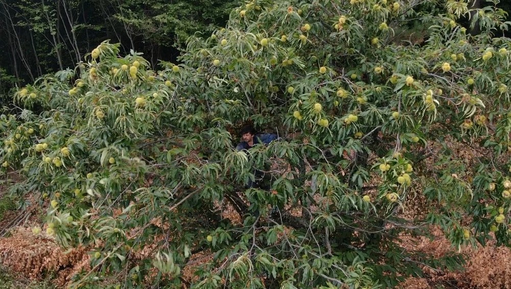 Bursa’da kestane hasadı başladı