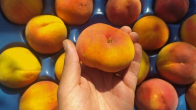 İspanya’dan sonra Bursa’da yetiştiriliyor