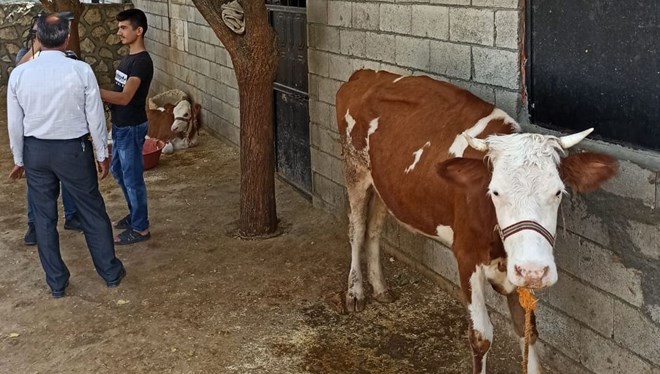 O ile uyarı! Sinek ısırmasıyla bulaşıyor…