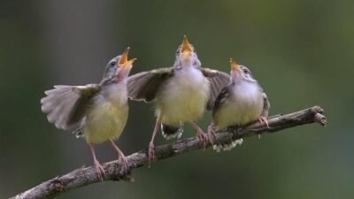Koronavirüsü onları da etkiledi! Kuşların ötüşü değişti…