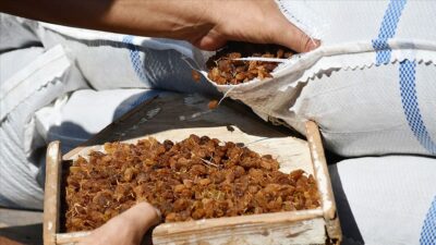 ‘Bu yıl kuru üzüm fiyatını 12,5 liranın altına düşürmeyeceğiz’