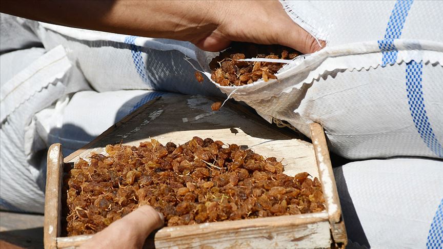 ‘Bu yıl kuru üzüm fiyatını 12,5 liranın altına düşürmeyeceğiz’