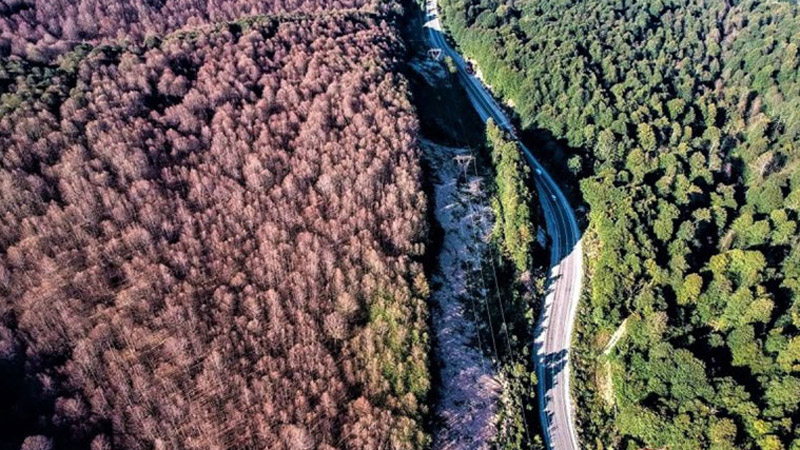 Yangın kadar orman düşmanı tırtılları ‘avcı böcekler’ yok etti