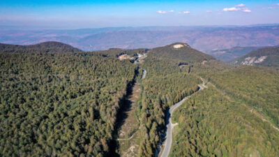 Bursa’daki kayın ormanı tırtıl istilasından böyle kurtarıldı