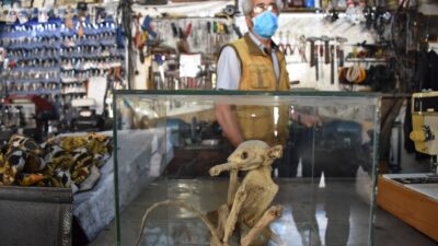 Kimse ne olduğunu anlayamadı! Türü bilinmiyor