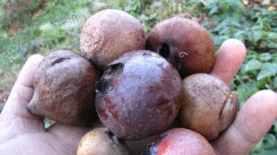 Bakın hangi hastalıklara iyi geliyor…