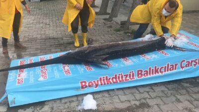 Marmara Denizi’nde yakalandı! 3 metre boyunda…