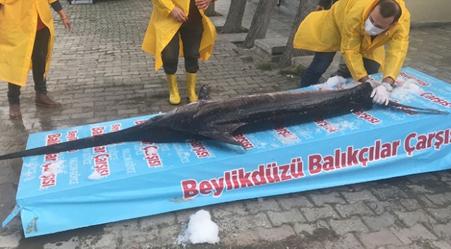 Marmara Denizi’nde yakalandı! 3 metre boyunda…