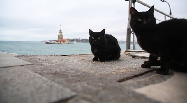 Saraylardan sokaklara ‘kara kediler’in hikayesi Saraylardan sokaklara ‘kara kediler’in hikayesi
