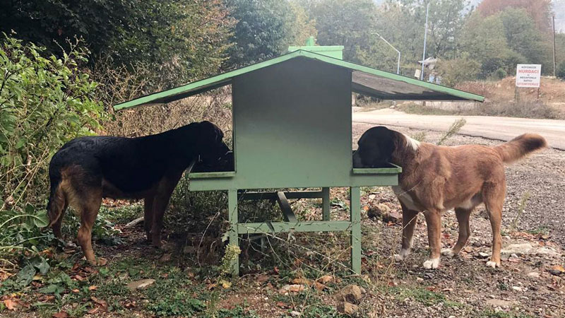 Osmangazi’de sokak hayvanları sahipsiz değil