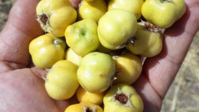 Alıcı çekirdekleriyle tüketen 5 kişi hastanelik oldu