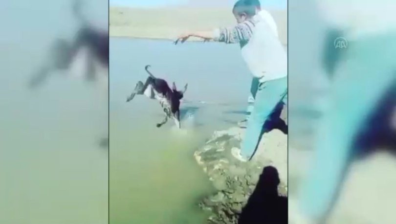 Bunun adı: Vicdansızlık! Yavru eşeğe inanılmaz eziyet Bunun adı: Vicdansızlık! Yavru eşeğe inanılmaz eziyet