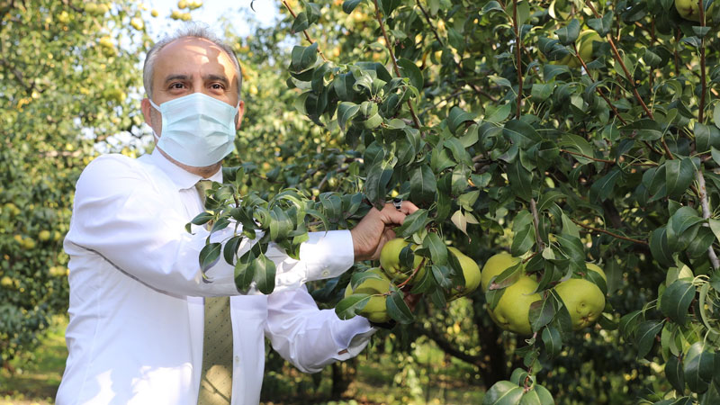 Armut bahçelerinde hasat bereketi Armut bahçelerinde hasat bereketi