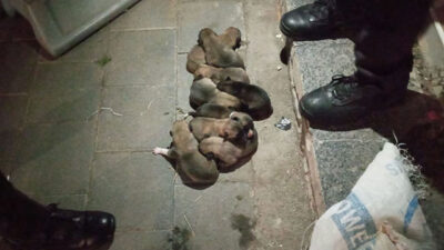 Yavru köpekler çuval içerisinde sokağa atıldı!