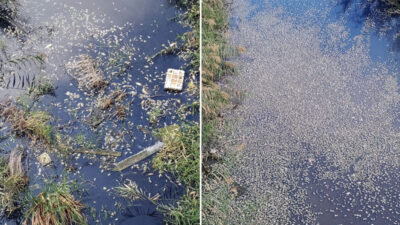 Bursa’da tedirgin eden olay! Böylesi ilk kez oluyor