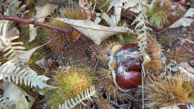 Kestane üreticisinin başı gal arısıyla dertte