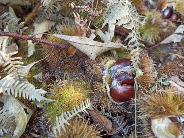 Kestane üreticisinin başı gal arısıyla dertte