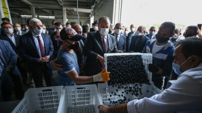 Zeytin’de 2020’nin ilk hasadı başladı