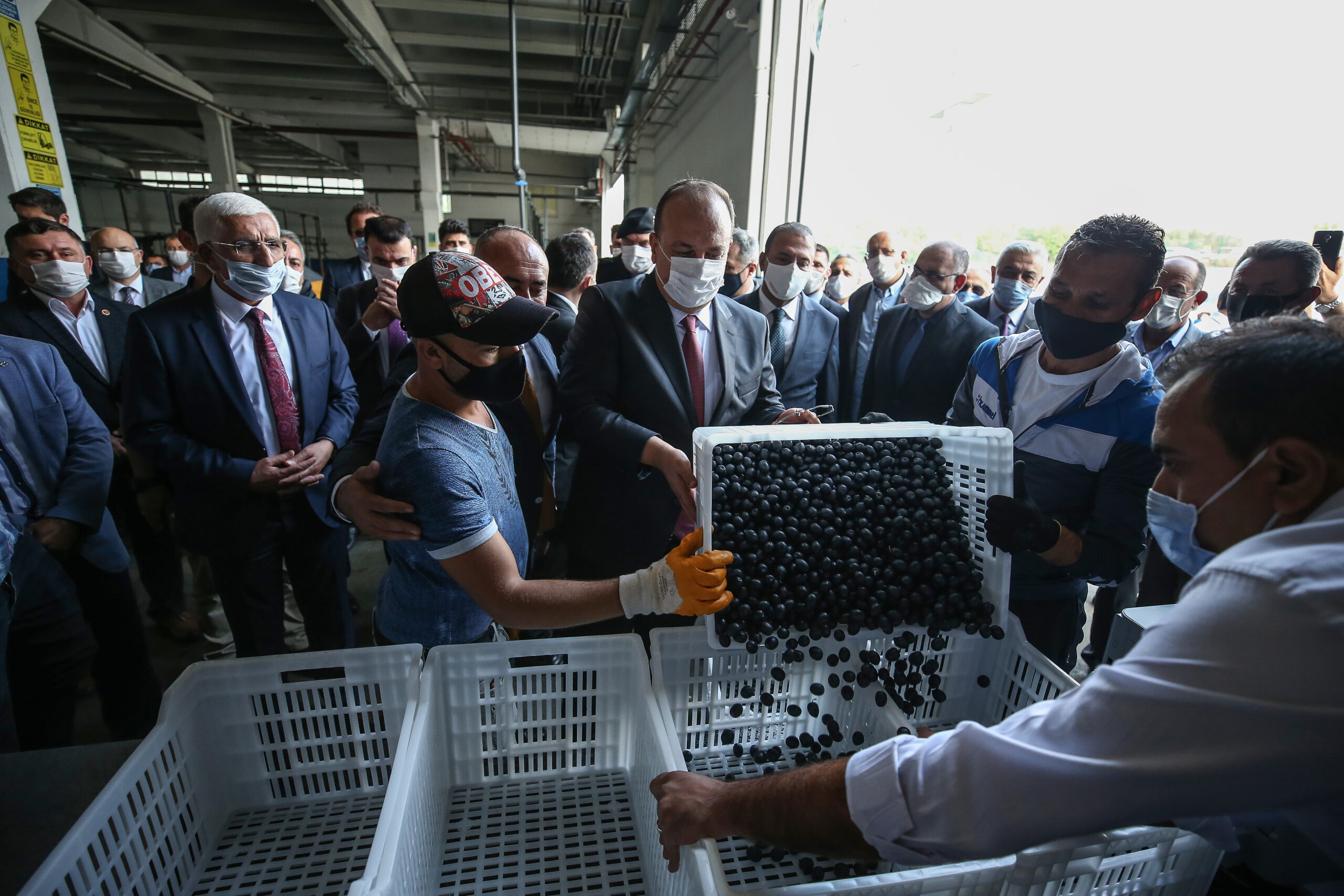 Zeytin’de 2020’nin ilk hasadı başladı