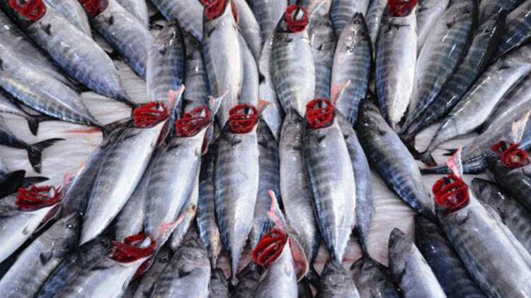 Palamut azaldı! Fiyatı 15 liradan 25 liraya yükseldi