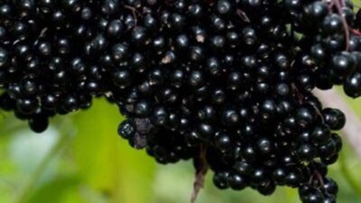 Vitamin ve antioksidan deposu!