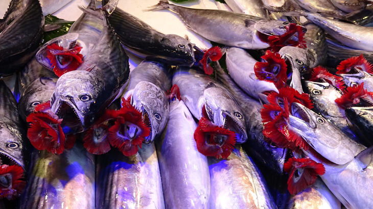 Karadeniz’de palamut bolluğu!