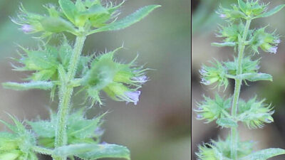 ‘Kayıp boğumcuk’ 150 yıl sonra bulundu