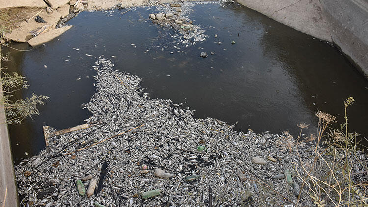 Görüntüler şaşkına çevirdi! İnceleme başlatıldı