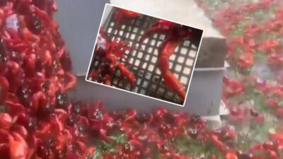 Gören hayrete düştü, 40 milyondan fazla… Her yerdeler!