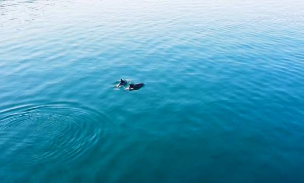 Yer: Gemlik açıkları… Havadan böyle görüntülendiler