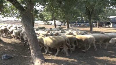 Bursa’da koyunlar telef olmuştu! İnceleme başlatıldı