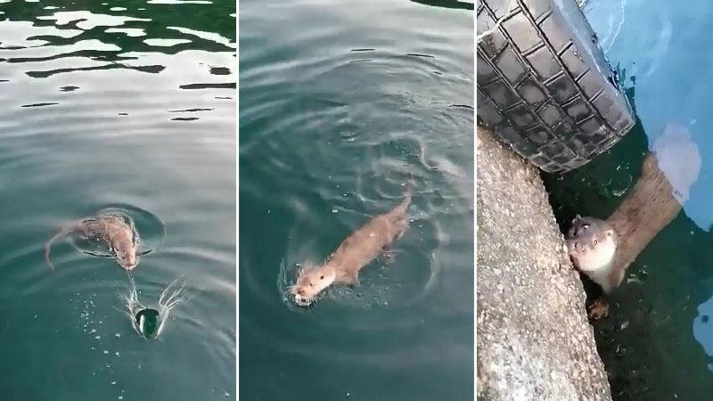 Bursa’da görüldü! Nesli tükenme tehlikesi altında… Bursa’da görüldü! Nesli tükenme tehlikesi altında…