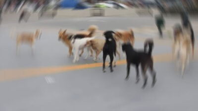 Bursa’da başıboş köpek dehşeti