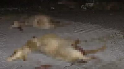 Korkunç olay! 7 kişi yaralandı, 15 koyun telef oldu