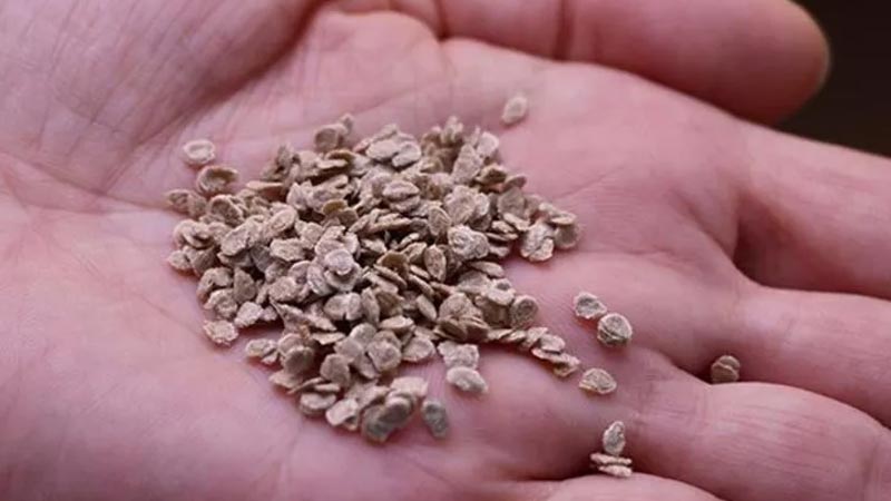 The Times duyurdu: Türkiye, İngiliz koleksiyonundaki antik ve modern tohumlara el koydu