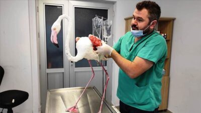 Yaralı bulunan flamingo, tedavisinin ardından doğaya bırakıldı