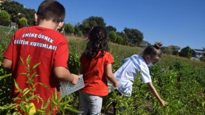Emine Örnek’te organik ürün hasadı