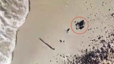 Marmara’da ilk kez bulundu! ‘Önemli keşif’