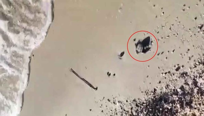 Marmara’da ilk kez bulundu! ‘Önemli keşif’