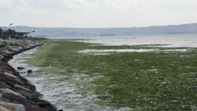 Sahilde korkutan görüntü