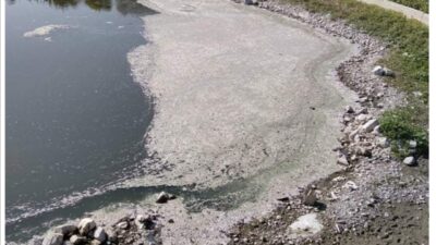 Toplu balık ölümü! Binlercesi kıyıya vurdu…