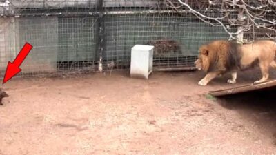 Herkes, olanları şaşkınlıkla izledi!