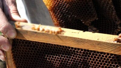 Kimisi kıyamet alameti olarak görüyor! Arılar, bu yazıyı yazıp kovanlarını terk ediyor