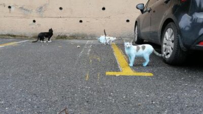 Mavi kediler görenleri şaşkına çevirdi