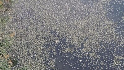 Bursa’daki balık ölümlerinin sebebi belli oldu