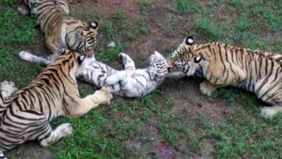 Böylesi hiç görülmedi! Birkaç dakika sonrası korkunç…