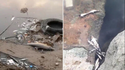 Bursa’da endişelendiren ölümler! Yüzlercesi kıyıya vurdu